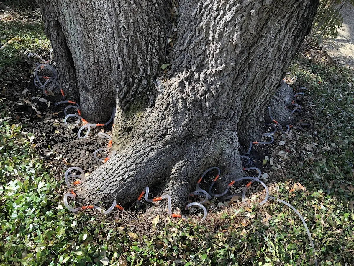 Detailed Tree Cabling and Bracing job site in Verner